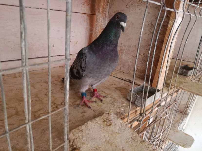  - 30-08-2017 Curatenia de toamna