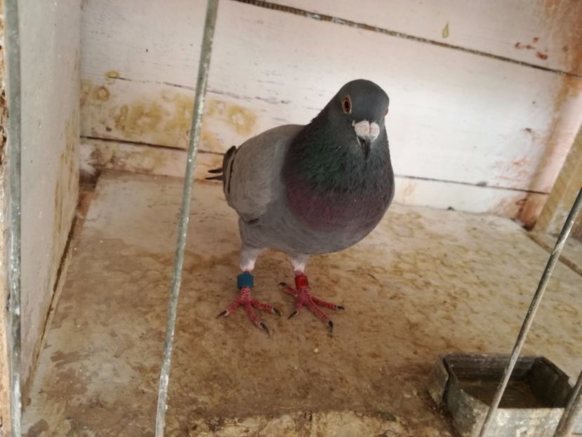  - 30-08-2017 Curatenia de toamna