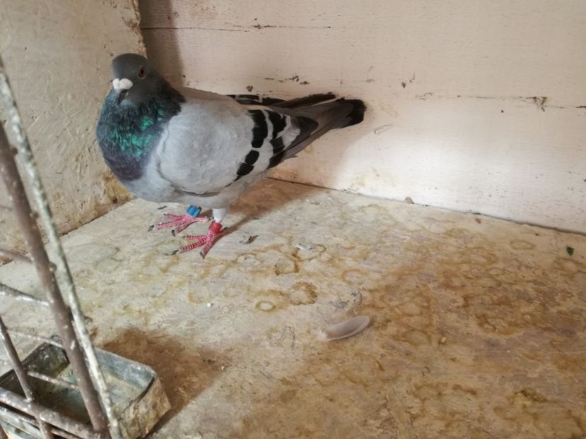  - 30-08-2017 Curatenia de toamna