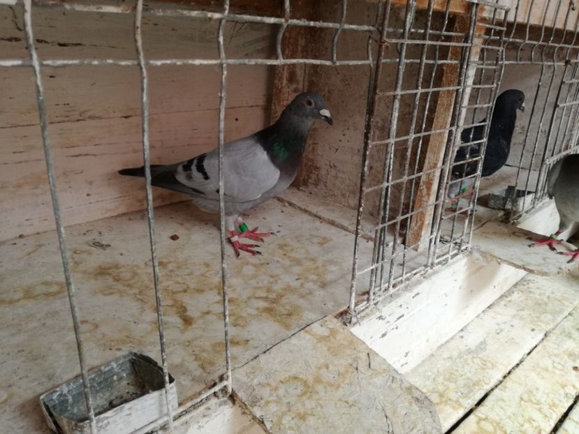  - 30-08-2017 Curatenia de toamna