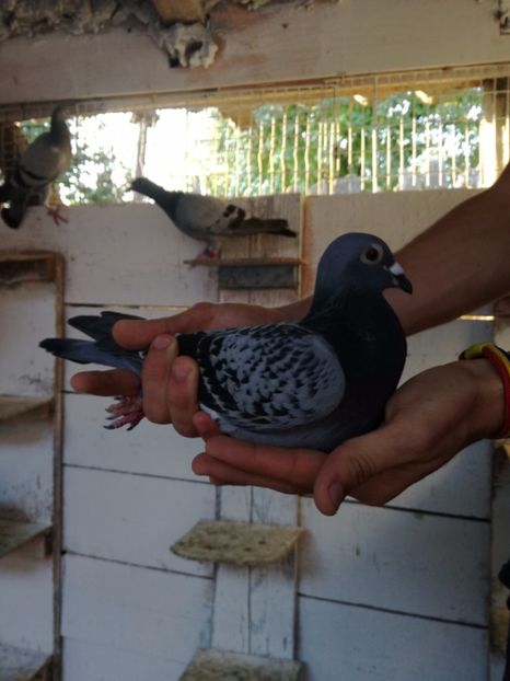  - 2017-Femele din lotul de zbor