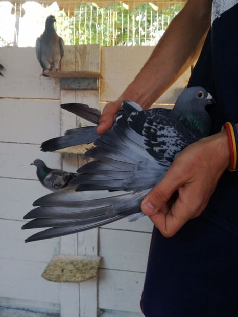  - 2017-Femele din lotul de zbor