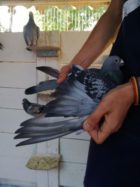  - 2017-Femele din lotul de zbor