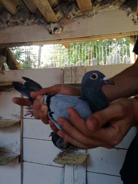  - 2017-Femele din lotul de zbor