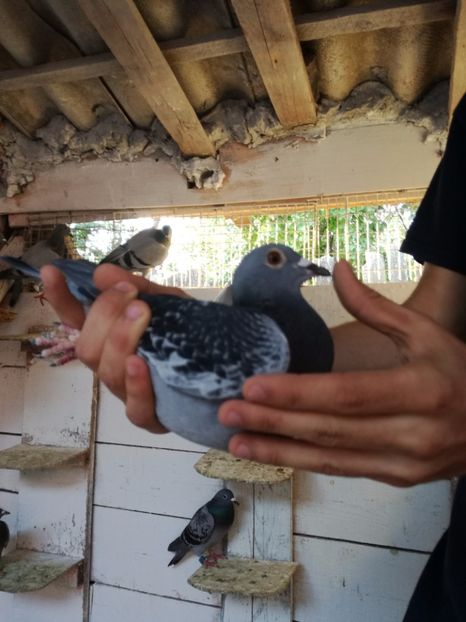  - 2017-Femele din lotul de zbor