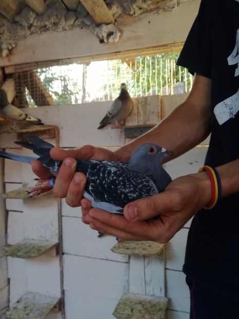  - 2017-Femele din lotul de zbor