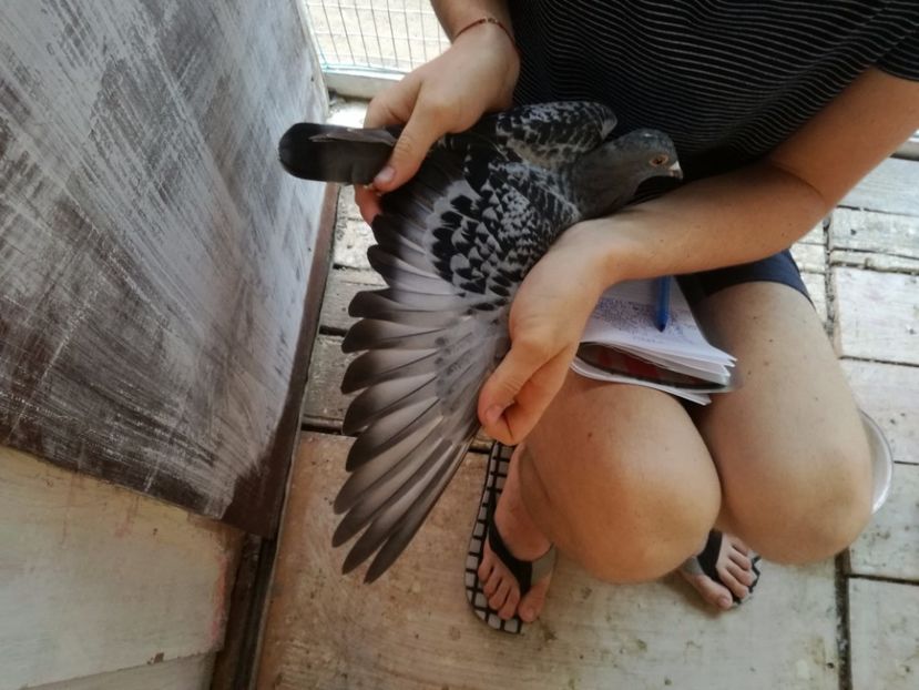  - 2017-Femele din lotul de zbor