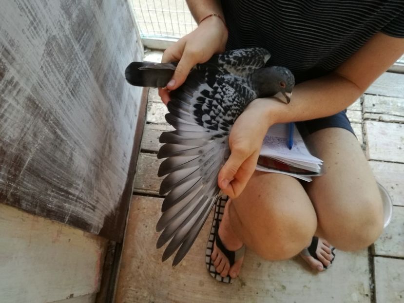  - 2017-Femele din lotul de zbor