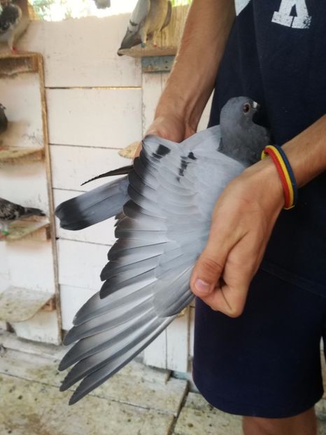  - 2017-Femele din lotul de zbor