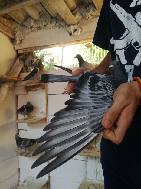  - 2017-Femele din lotul de zbor