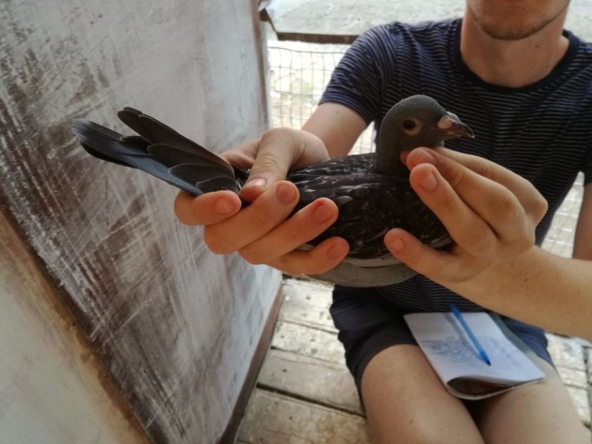  - 2017-Femele din lotul de zbor