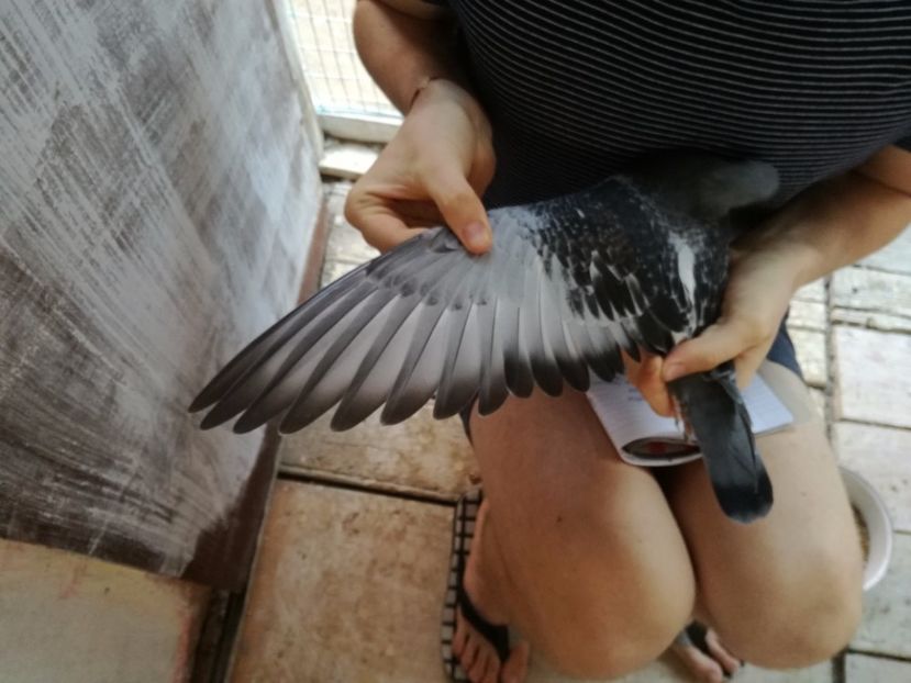  - 2017-Femele din lotul de zbor