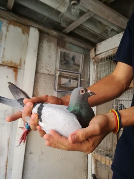  - 2017-Masculi din lotul de zbor