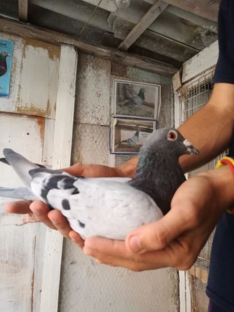  - 2017-Masculi din lotul de zbor