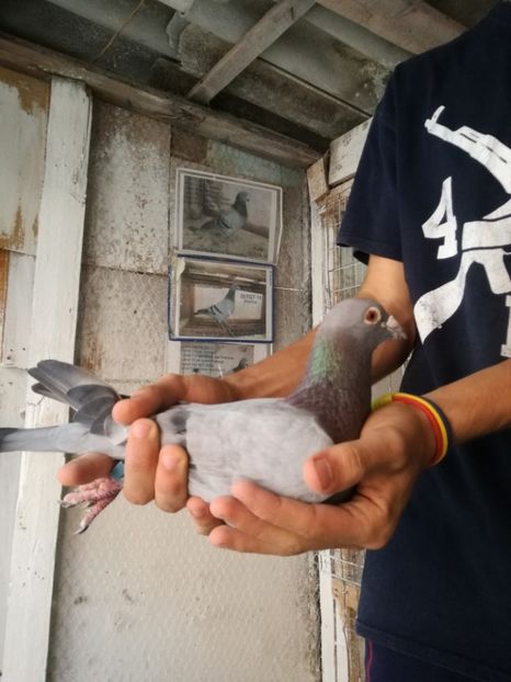  - 2017-Masculi din lotul de zbor