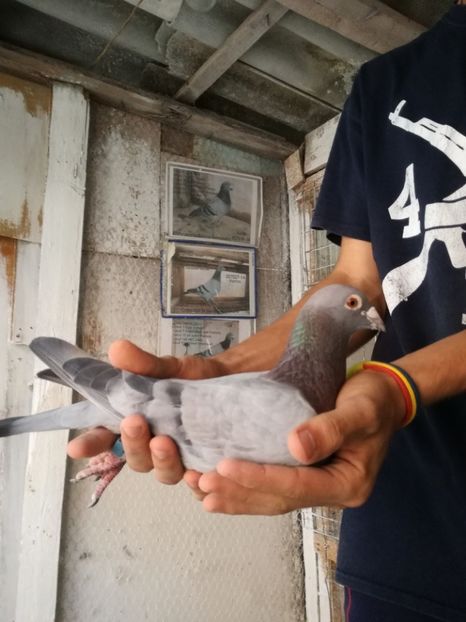  - 2017-Masculi din lotul de zbor