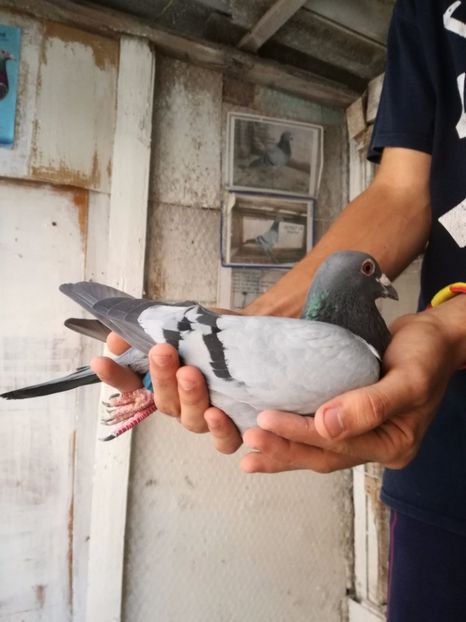  - 2017-Masculi din lotul de zbor