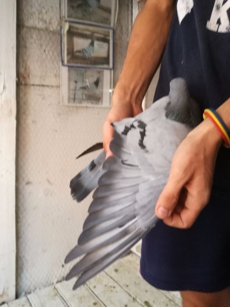  - 2017-Masculi din lotul de zbor