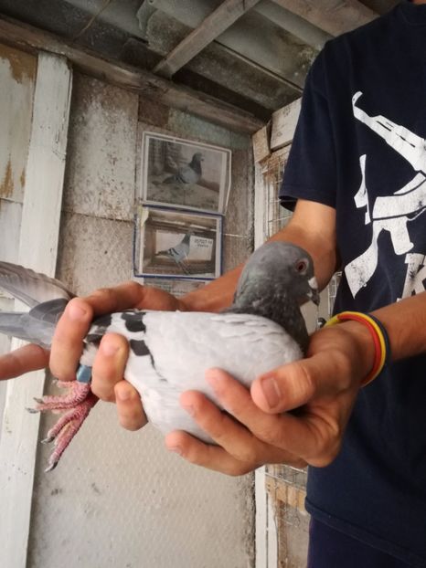  - 2017-Masculi din lotul de zbor