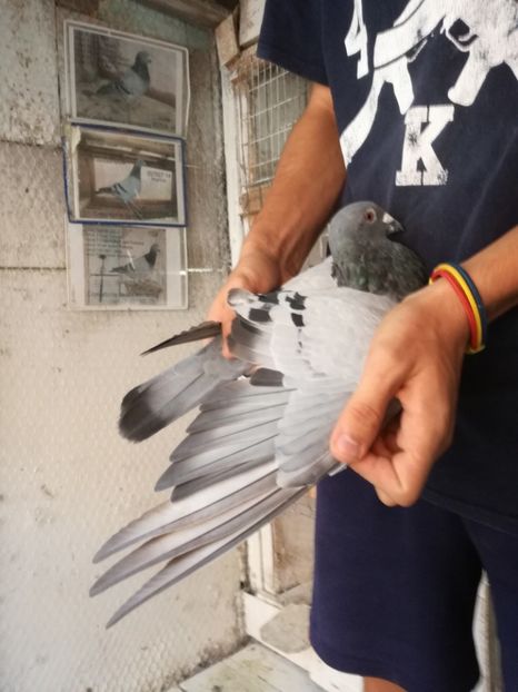  - 2017-Masculi din lotul de zbor