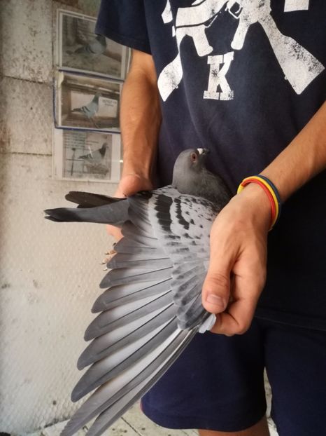  - 2017-Masculi din lotul de zbor