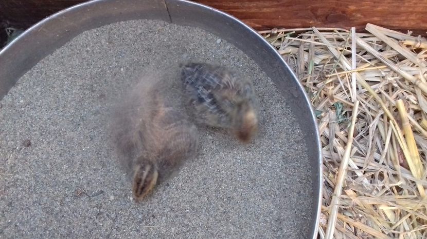  - PREPELITE DE CAMP COTURNIX COTURNIX