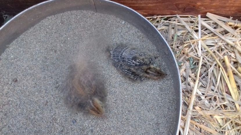  - PREPELITE DE CAMP COTURNIX COTURNIX