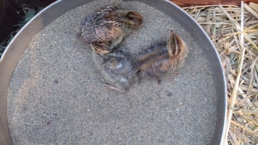  - PREPELITE DE CAMP COTURNIX COTURNIX