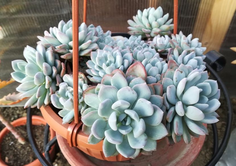 Pachyveria Scheideckeri - Pachyveria