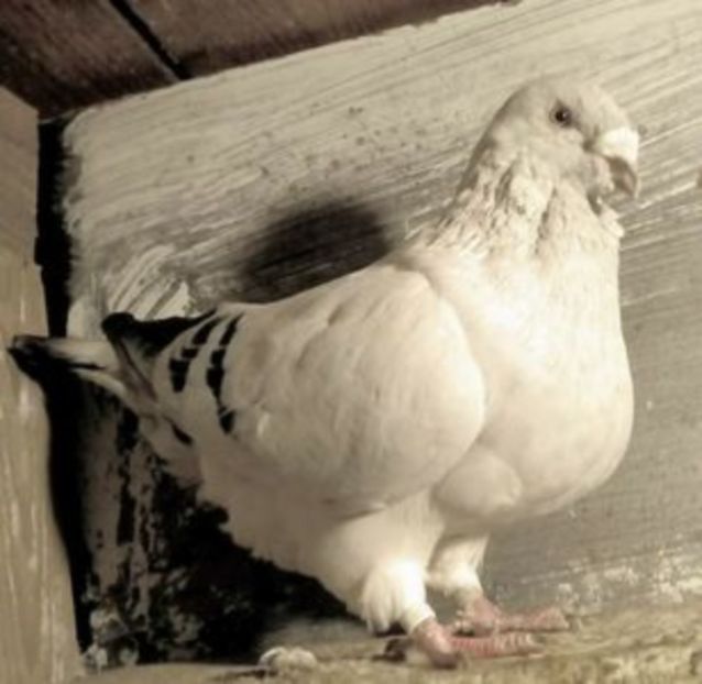  - - A - CRESCATOR POLIVALENT