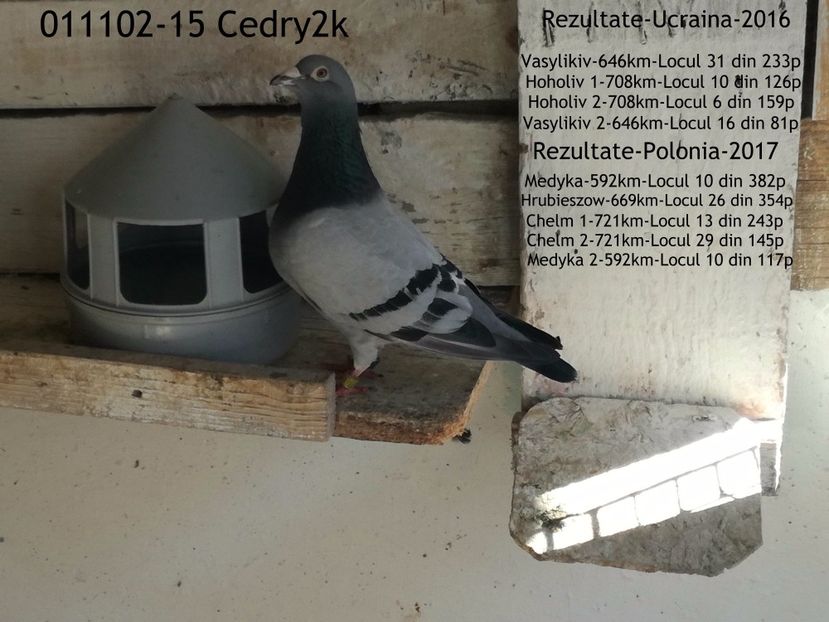 Cedry2k - 2017-Cel mai valoros porumbel al Crescatoriei BADEA ALEXANDRU