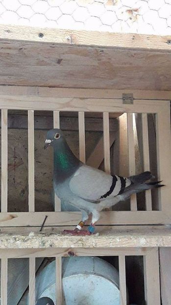  - 2017-Cel mai valoros porumbel al Crescatoriei BADEA ALEXANDRU