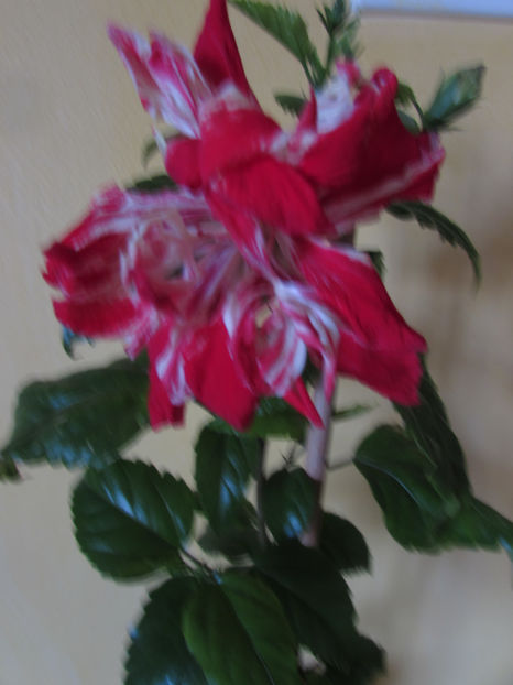  - Hibiscus 2017