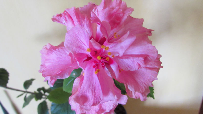  - Hibiscus 2017