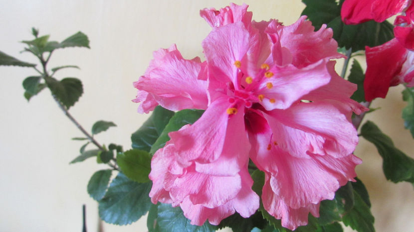  - Hibiscus 2017