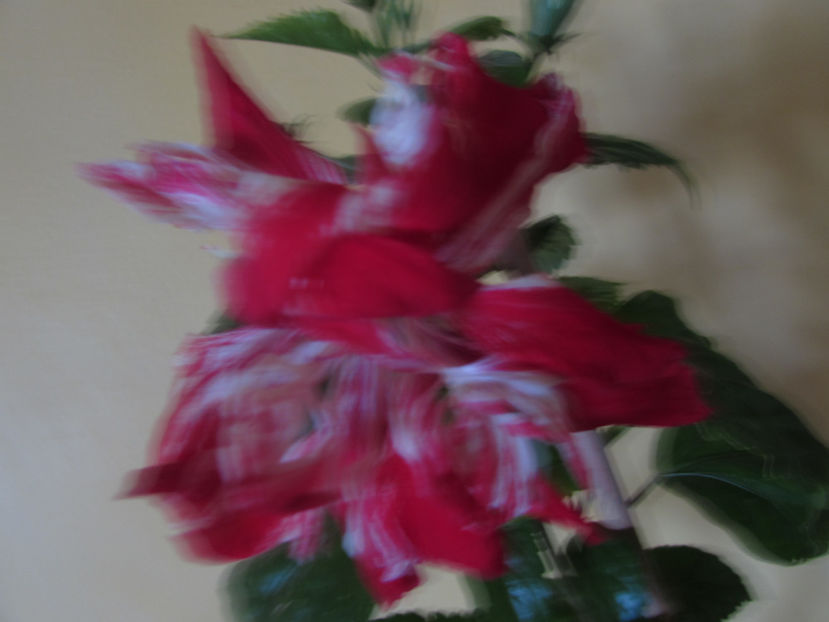  - Hibiscus 2017