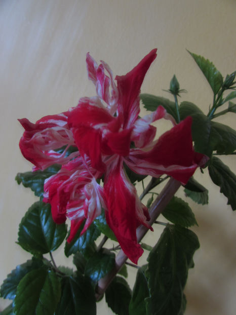  - Hibiscus 2017