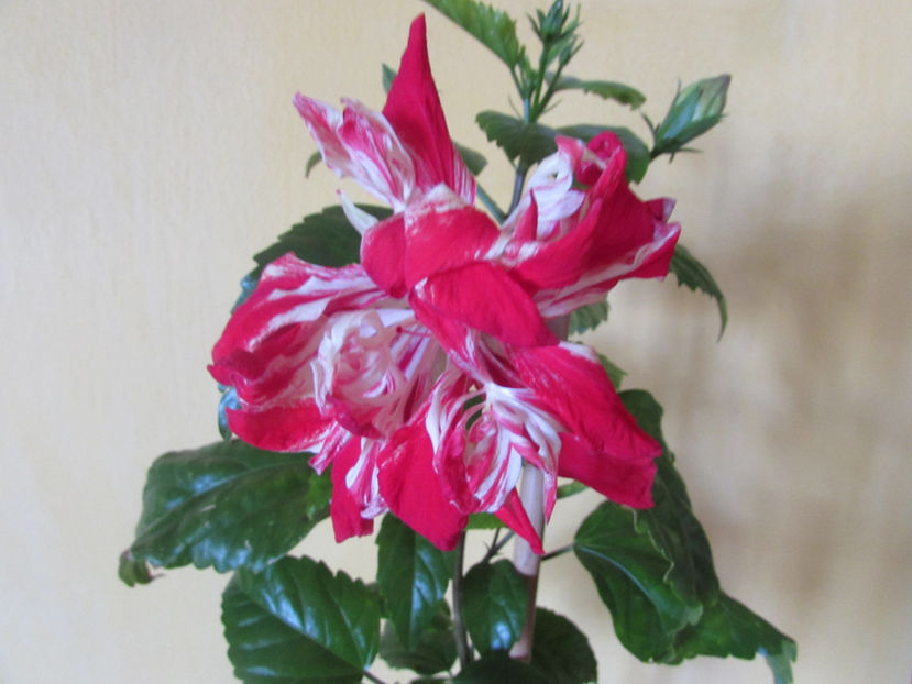  - Hibiscus 2017