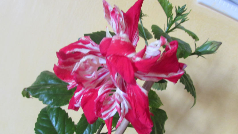  - Hibiscus 2017