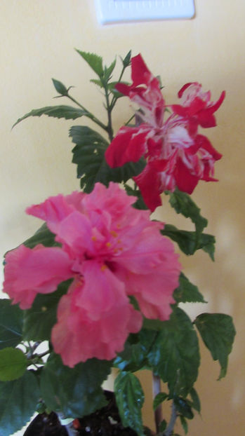  - Hibiscus 2017