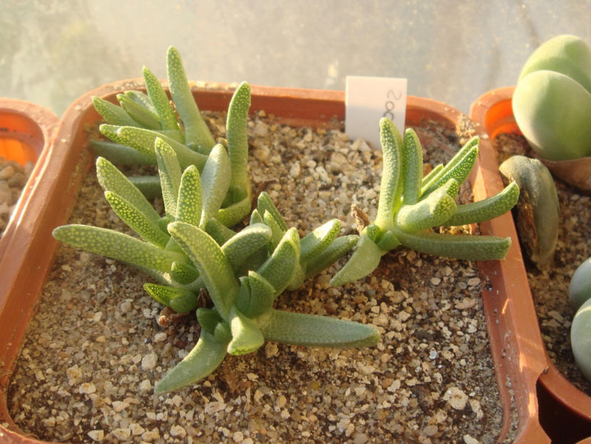 Chasmatophyllum musculinum - Aizoaceae 2006-2008