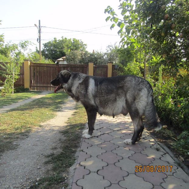  - a CIOBANESC ROMANESC CARPATIN