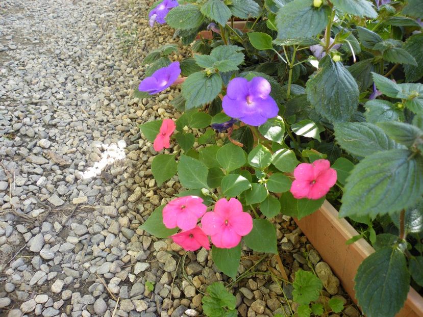  - 2017 in gradina mea