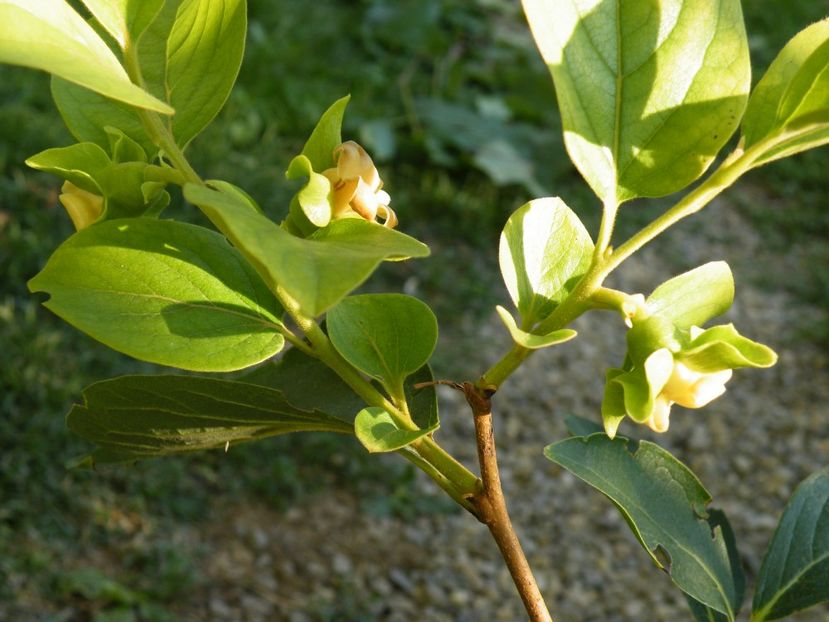 kaki vaniglia inflorit acum in ghiveci - 2017 in gradina mea