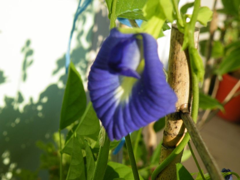  - 2017 in gradina mea