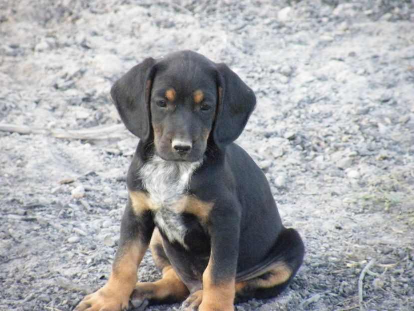  - 2017 in gradina mea