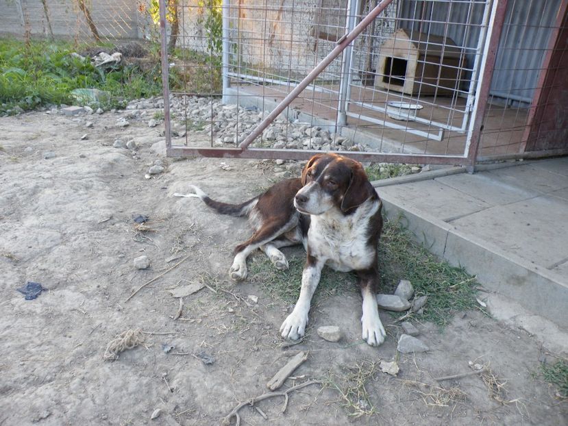  - 2017 in gradina mea