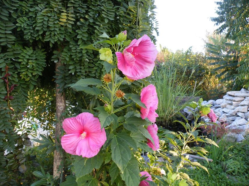  - 2017 in gradina mea