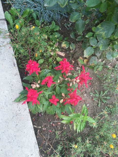  - florile de la tara 2014 2016 si 2017