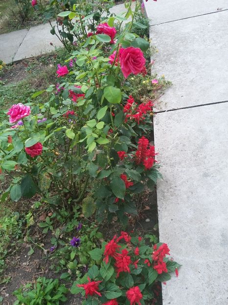  - florile de la tara 2014 2016 si 2017